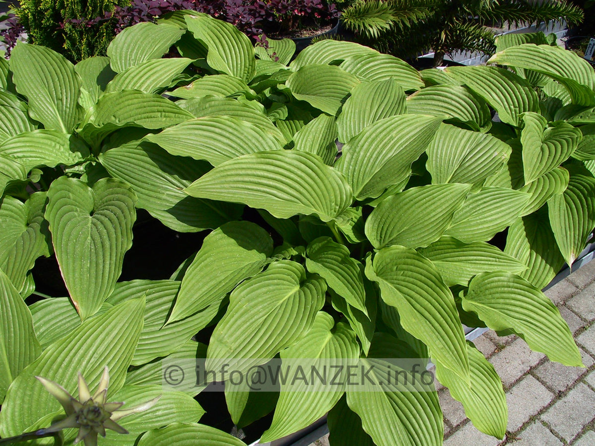 Hosta montana Praeflorens 1.jpg